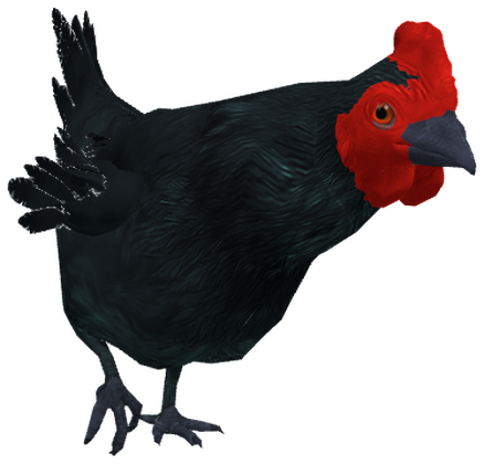 Australorp