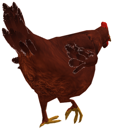 Rhode Island Red
